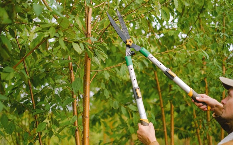 Tree trimming in Losantville, IN